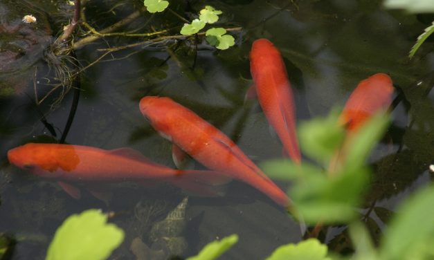 La traçabilité des poissons rouges