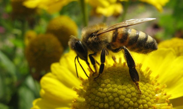 Depuis 2013, la Commission a proposé 25 fois aux États un texte pour protéger les abeilles